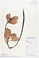 登錄號:BS04024藏品圖，第1張