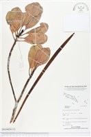 登錄號:BS04024藏品圖，第2張