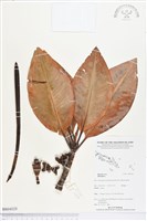 登錄號:BS04028藏品圖，第1張