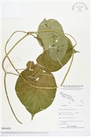 登錄號:BS04029藏品圖，第1張