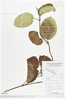 登錄號:BS04030藏品圖，第1張