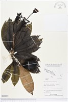 登錄號:BS04033藏品圖，第1張