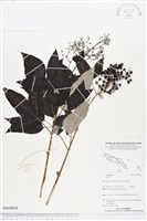 登錄號:BS04034藏品圖，第1張