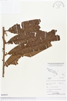 登錄號:BS04035藏品圖，第1張