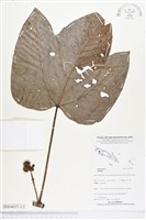 登錄號:BS04037藏品圖，第1張