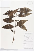 登錄號:BS04038藏品圖，第1張