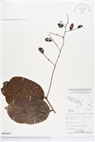 登錄號:BS04039藏品圖，第1張