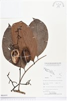 登錄號:BS04041藏品圖，第1張