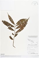 登錄號:BS04043藏品圖，第1張