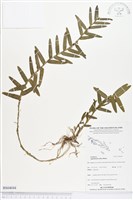 台灣竹葉蘭藏品圖，第1張