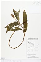 登錄號:BS04045藏品圖，第1張