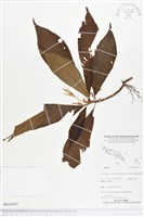 登錄號:BS04047藏品圖，第1張