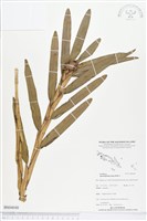 登錄號:BS04048藏品圖，第1張