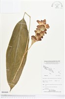 登錄號:BS04049藏品圖，第1張