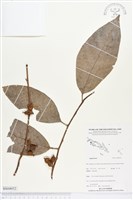 登錄號:BS04052藏品圖，第1張