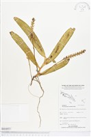 登錄號:BS04053藏品圖，第1張