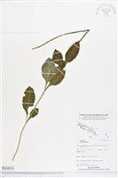 登錄號:BS04056藏品圖，第1張