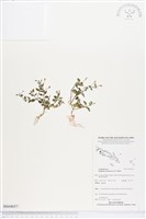 藍豬耳、母草藏品圖，第1張