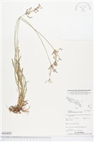 竹子飄拂草藏品圖，第1張