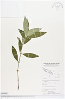 登錄號:BS04060藏品圖，第1張