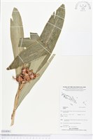 登錄號:BS04061藏品圖，第1張