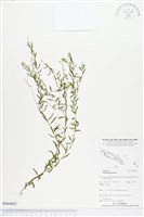 圓錐花遠志藏品圖，第1張