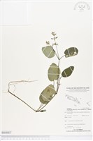 登錄號:BS04063藏品圖，第1張