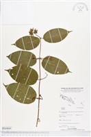 登錄號:BS04064藏品圖，第1張