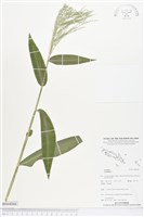 登錄號:BS04066藏品圖，第1張