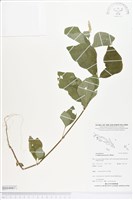 假川牛膝藏品圖，第1張