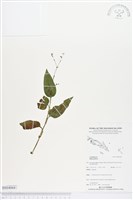 登錄號:BS04068藏品圖，第1張