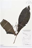 登錄號:BS04071藏品圖，第1張