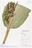 登錄號:BS04072藏品圖，第1張