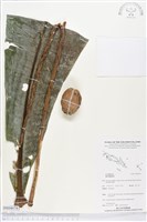 登錄號:BS04074藏品圖，第1張