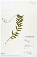 登錄號:BS04076藏品圖，第1張