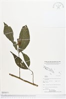 登錄號:BS04077藏品圖，第1張