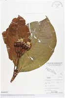 登錄號:BS04078藏品圖，第1張