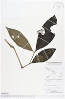 登錄號:BS04079藏品圖，第1張