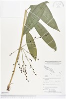 登錄號:BS04081藏品圖，第1張