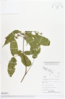 登錄號:BS04085藏品圖，第1張