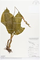 登錄號:BS04086藏品圖，第1張