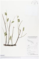 登錄號:BS04087藏品圖，第1張