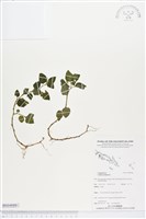 圓葉山梗菜藏品圖，第1張