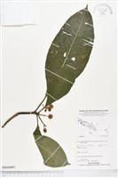 登錄號:BS04089藏品圖，第1張