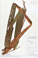 登錄號:BS04090藏品圖，第1張