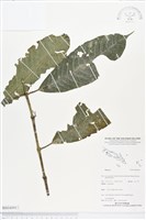 登錄號:BS04091藏品圖，第1張