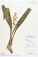 登錄號:BS04092藏品圖，第1張