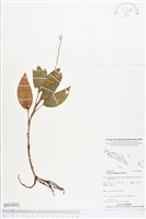 長橢圓葉伴蘭藏品圖，第1張