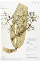 登錄號:BS04096藏品圖，第1張