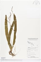 登錄號:BS04097藏品圖，第1張